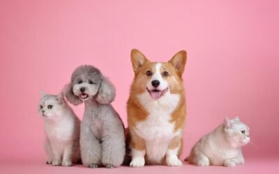 pets, cat, dog-3715733.jpg