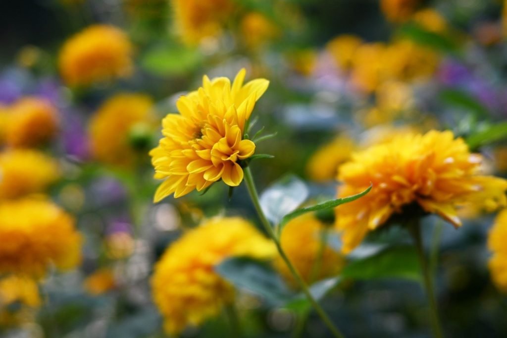 yellow flowers, yellow dahlias, flowers-7412405.jpg